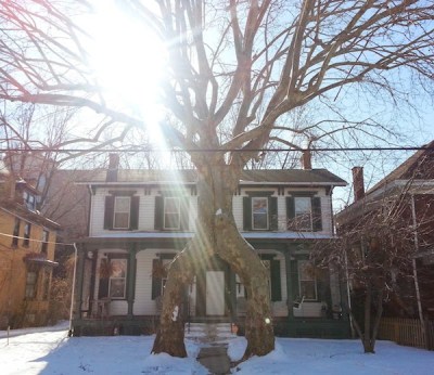 Two sycamore trees trained and grafted together to form an archway over an entrance sidewalk