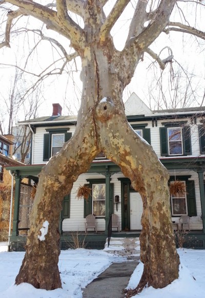 Two sycamore trees trained and grafted together to form an archway over an entrance sidewalk
