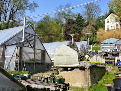 Henkel's Greenhouse, Turtle Creek