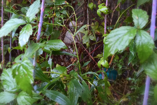 angel statuary with broken wing under tree