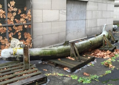 side view of mystery bone spanning four shipping pallets, Carnegie Museum of Natural History, Pittsburgh, PA