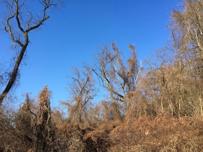 View of late fall trees and vines from the Tullymet St. city steps, Pittsburgh, Pa.
