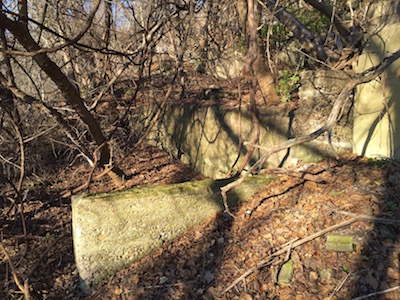 Concrete house foundations with trees growing through.