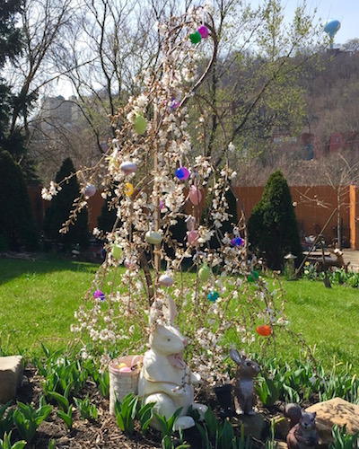 small flowering tree with plastic Easter eggs, Pittsburgh, PA
