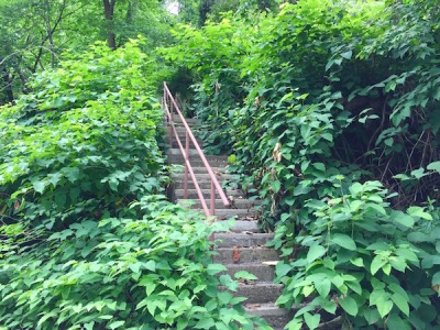 city steps nearly overgrown with knotweed, Pittsburgh, PA