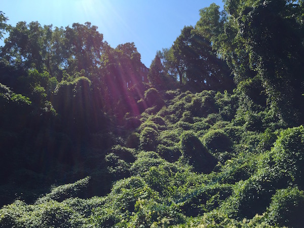 hillside and trees overgrown with knotweed, Pittsburgh, PA