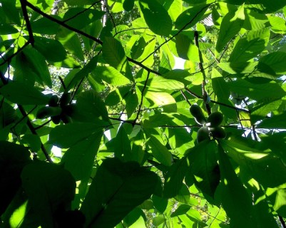 Two clusters of pawpaw fruits hanging from pawpaw tree, Pittsburgh, PA