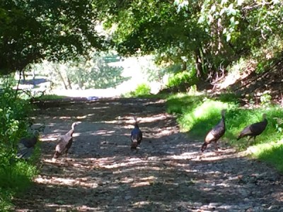 five wild turkeys crossing a gravel road, Pittsburgh, PA