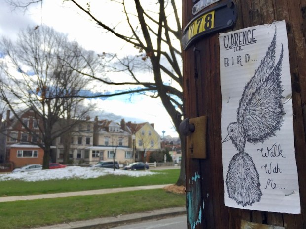 "Clarence the Bird" hand-drawn artwork stapled to telephone pole, Pittsburgh, PA