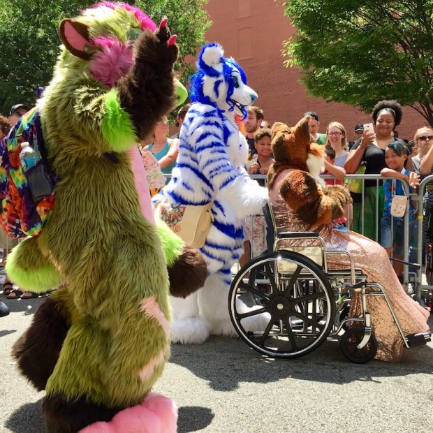 fursuits of green and pink bear, blue and white bear, and evening attire fox in wheelchair, Anthrocon 2017 Fursuit Parade, Pittsburgh, PA