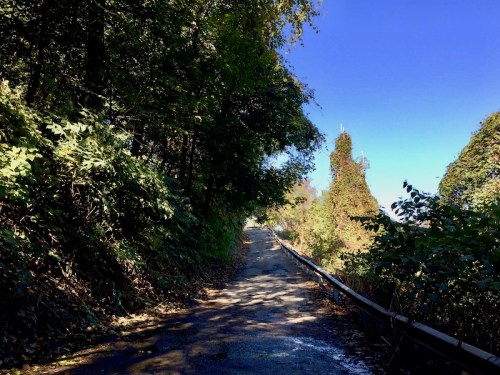 single-lane road surrounded by trees in Pittsburgh, PA
