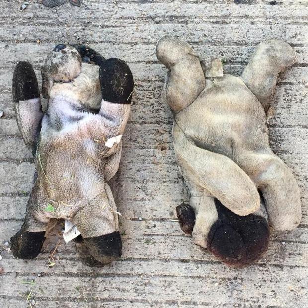 two stuffed animal dogs laying on cement street, Pittsburgh, PA