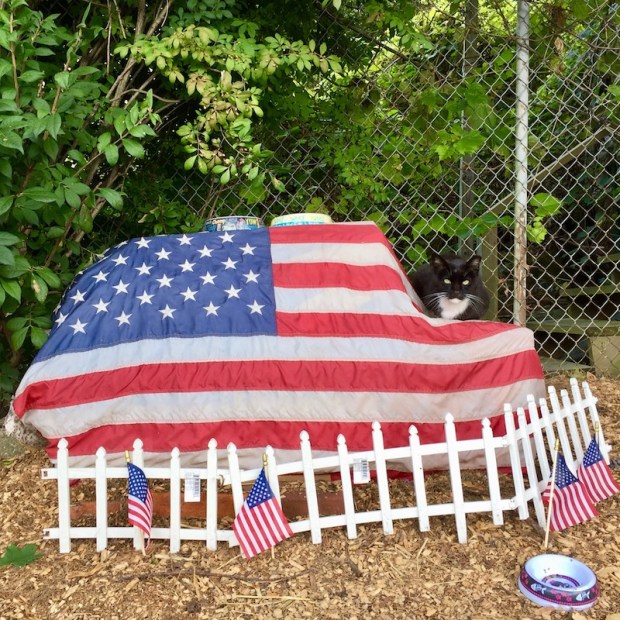 American flag draped over large object with cat and cat bowls sitting on top, Pittsburgh, PA