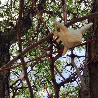 strand of plastic toy fish tied together with twine and hanging from tree branches, Pittsburgh, PA