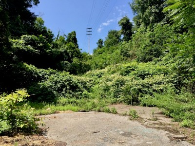 former cul-de-sac surrounded by overgrowth, Clairton, PA