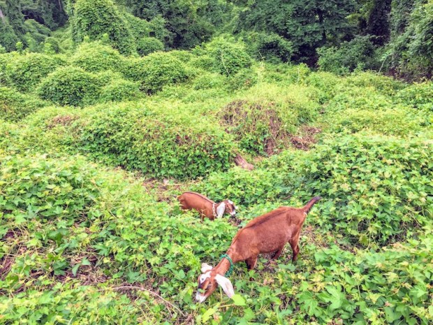 goats eating weeds