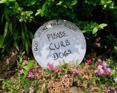 plate with message "Dog urine kills flowers. Please curb dogs." in garden flowers, Pittsburgh, PA