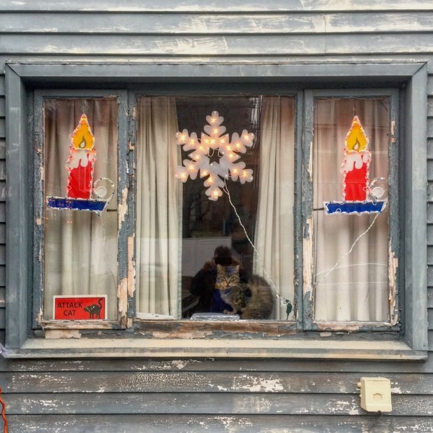 cat sitting in window decorated for Christmas, Pittsburgh, PA