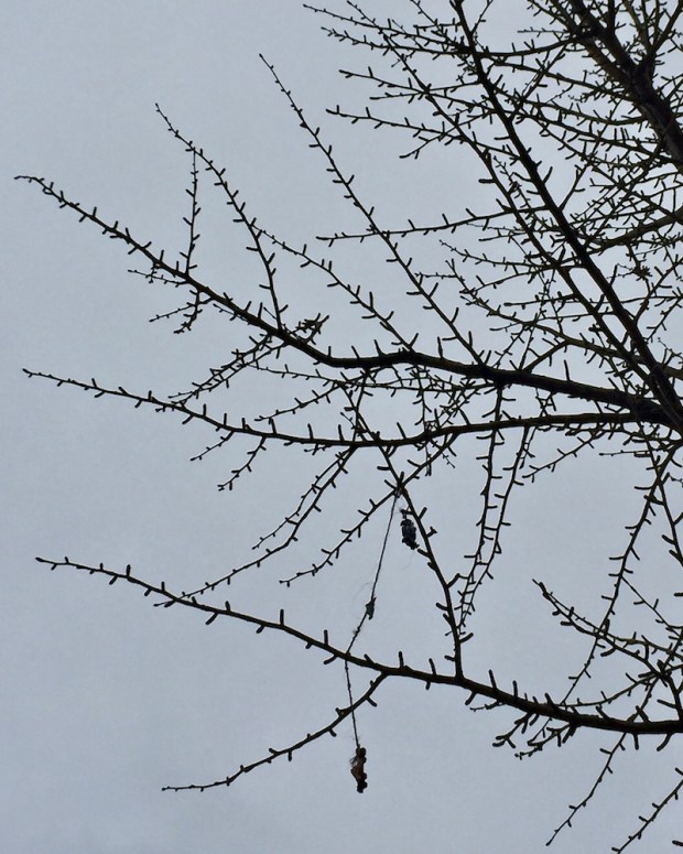 toy cars hanging by string from tree limbs