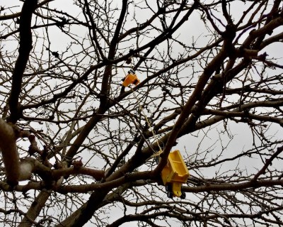 yellow toy trucks hanging by string in tree