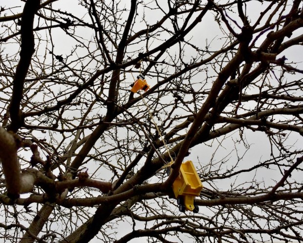 yellow toy trucks hanging by string in tree
