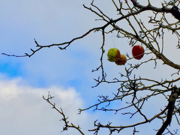 plastic apples dangling from tree limbs