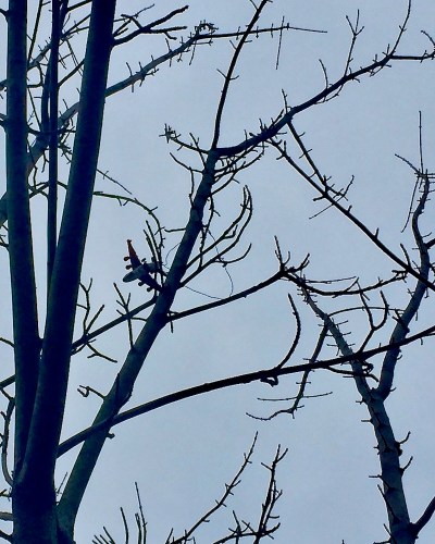 toy airplane hanging by wire in bare tree limb