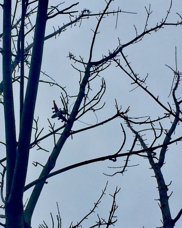 toy airplane hanging by wire in bare tree limb