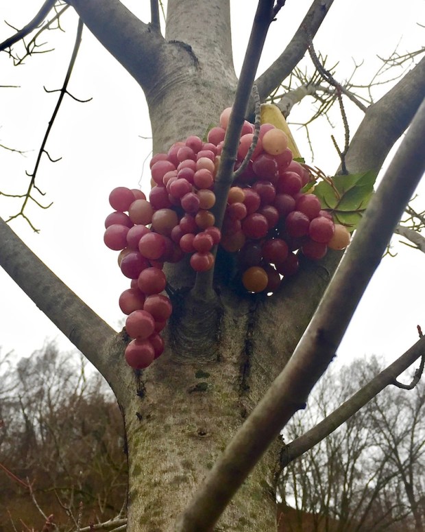 plastic grapes hanging from tree limb