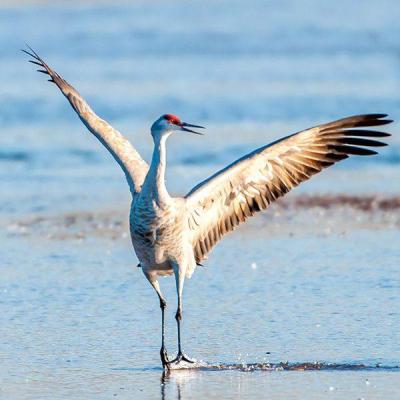 sandhill crane with its wings spread