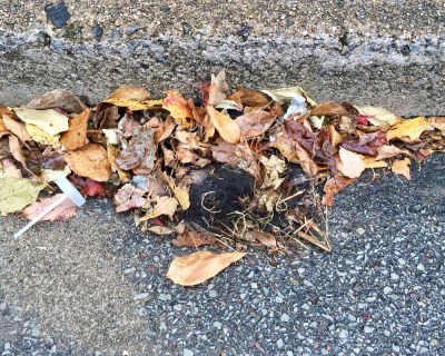 lost hair in pile of fallen leaves against curb