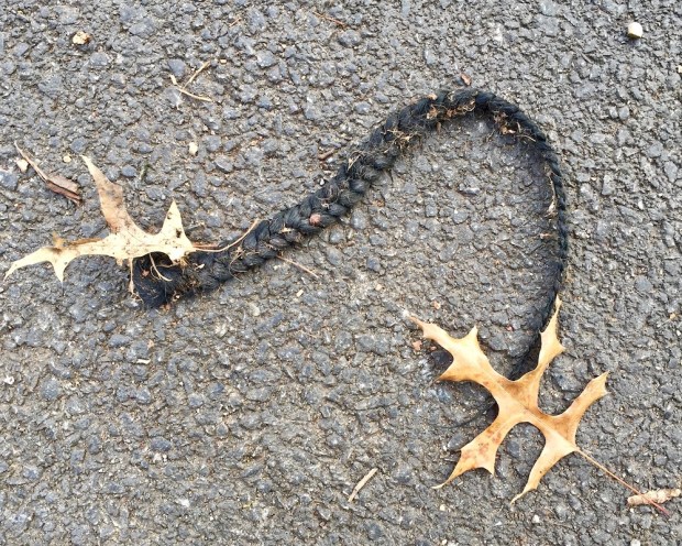 braided ponytail hair lying on street surface