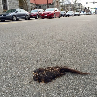 mass of hair lying in street