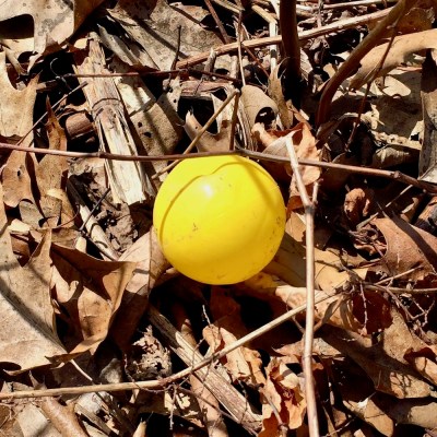 yellow ball left in dried leaves