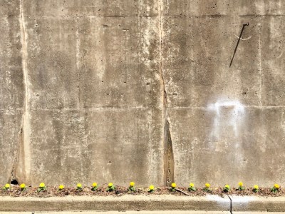cement retaining wall with thin row of marigold flowers planted along the curb