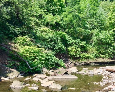 wooded hillside and creek