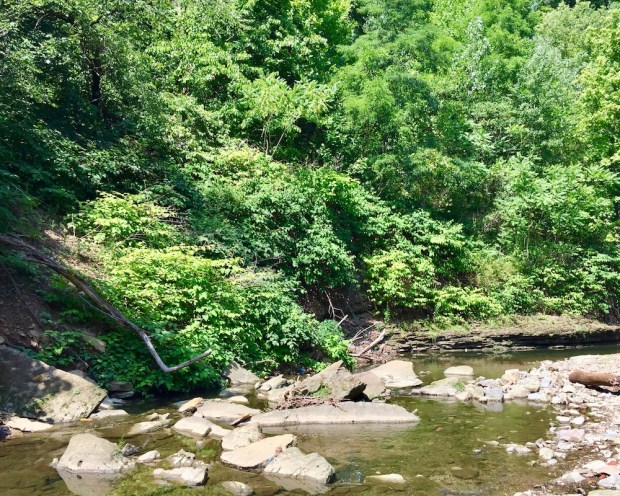 wooded hillside and creek