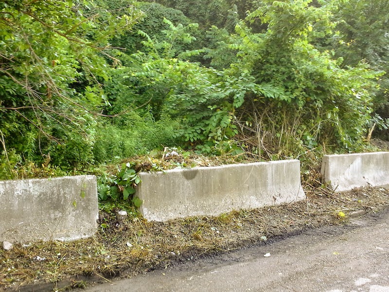 thick stand of small trees and brush with jersey barriers separating it from a residential street