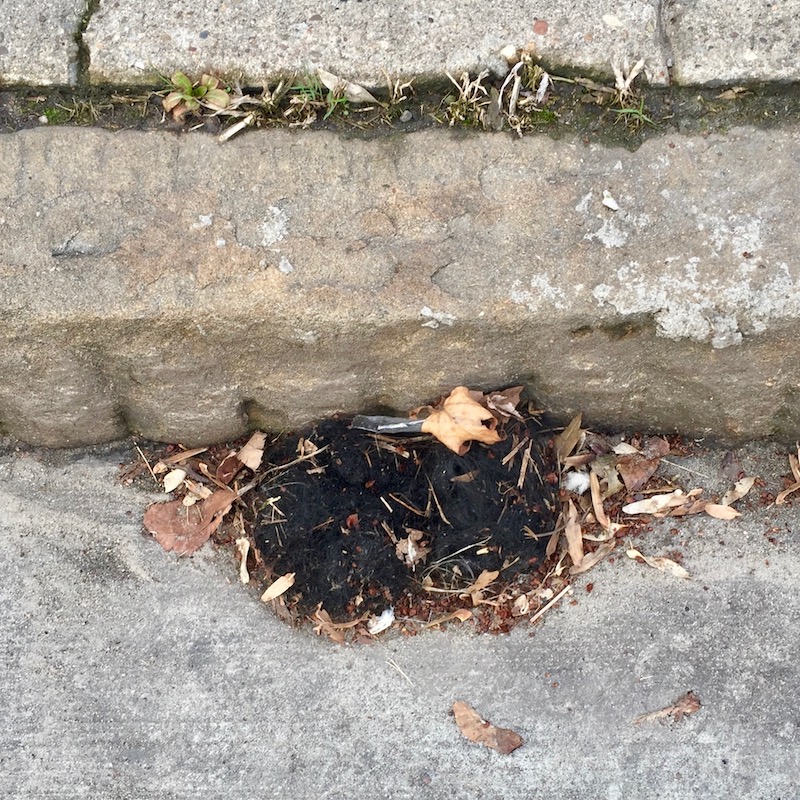 small tuft of false hair on road surface