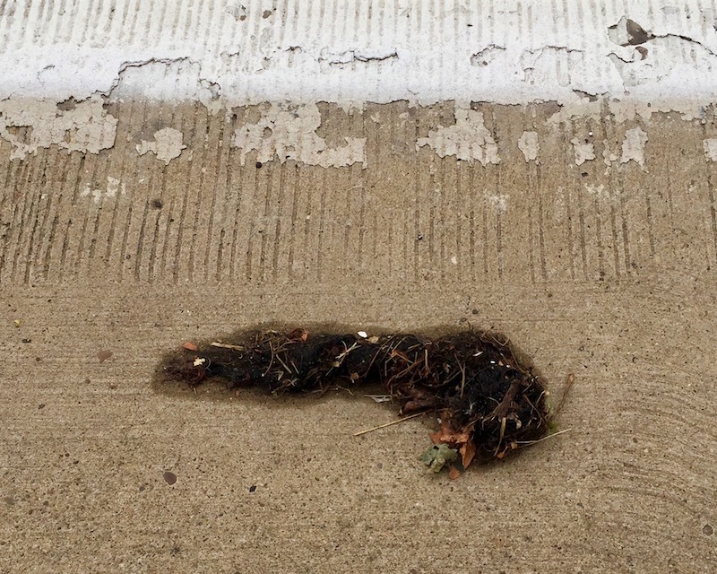 small tuft of false hair on road surface