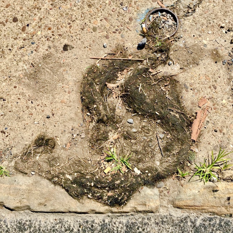 mass of hair on muddy sidewalk