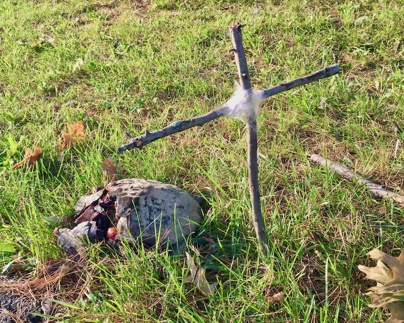 improvised cross memorial for crushed turtle